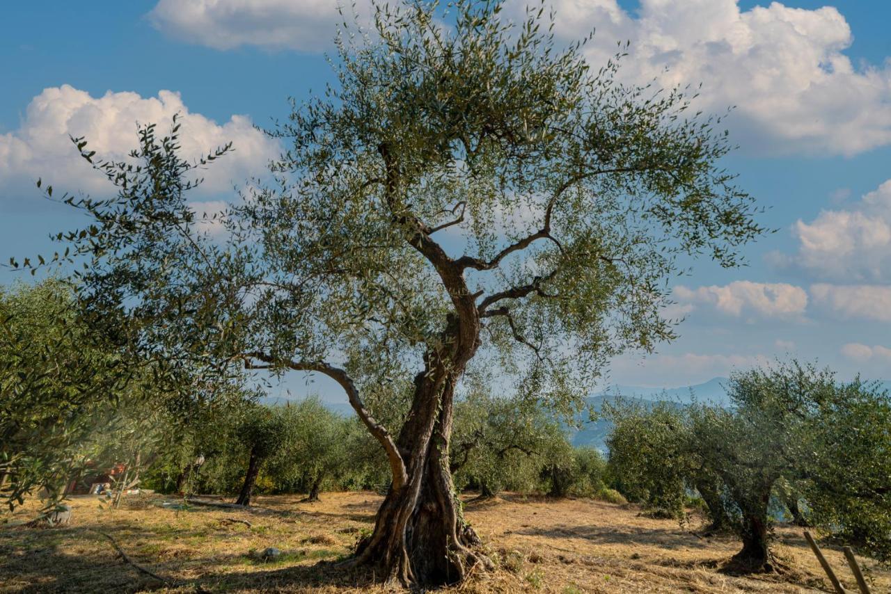 Casetta Maduneta Immersa In Un Oliveto Dolceacqua Ngoại thất bức ảnh